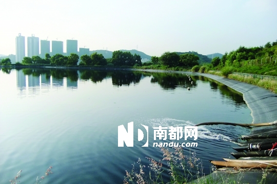 <p> 打鼓嶺堆填區(qū)其中一處污水儲存池，背后就是深圳蓮塘的高層住宅。南都記者 康殷 攝</p>