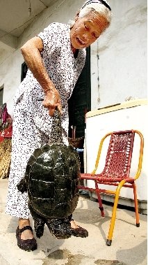 農(nóng)民犁地犁出12多斤重大烏龜 專家殺死吃掉(圖)