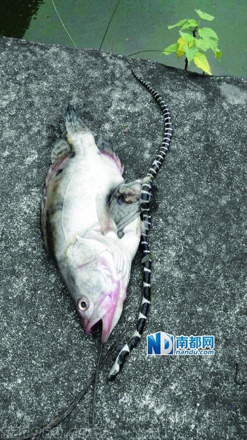 江門魚塘一桂花魚吞下整條劇毒銀環(huán)蛇