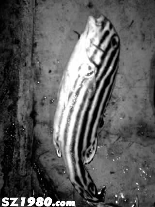 廣西水族館百余條熱帶魚(yú)疑被游客閃光燈 閃死 