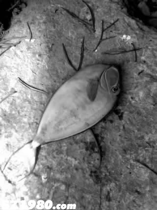 廣西水族館百余條熱帶魚(yú)疑被游客閃光燈 閃死 