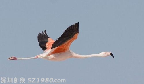 新疆神鳥出沒驚爆眼球 神秘傳說豐富物種內(nèi)涵[組圖]
