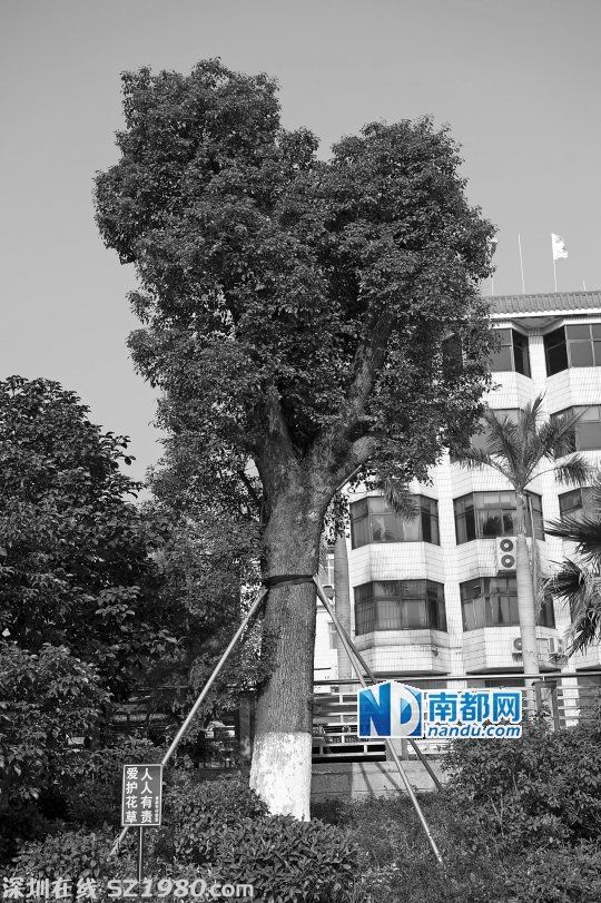 <a href=http://www.thesurfingworld.com/shenzhen/ target=_blank class=infotextkey>深圳</a>一社區(qū)花31.5萬(wàn)林業(yè)資金 只種三棵樹(shù)