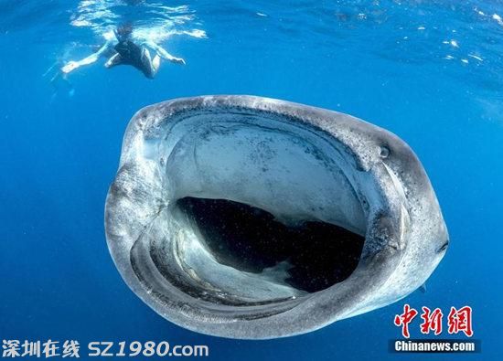 鯨鯊大嘴捕食似宇宙黑洞 潛水者險(xiǎn)被吸入(圖)