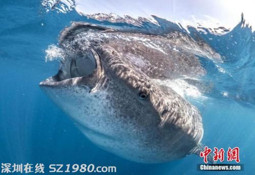 鯨鯊大嘴捕食似宇宙黑洞 潛水者險(xiǎn)被吸入(圖)