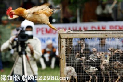 公雞被宰前開口說人話 當?shù)厝思娂娞优苄℃?zhèn)大亂