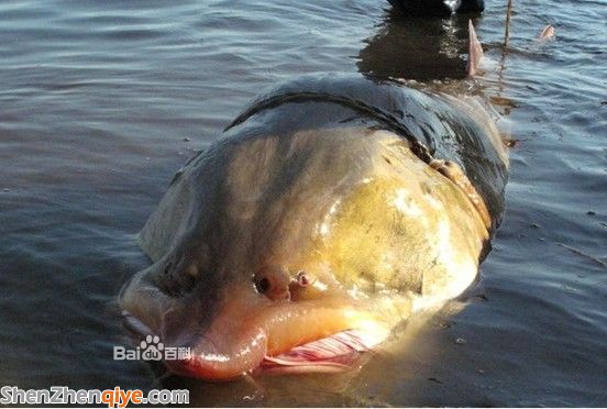 鱘鰉魚是什么魚 鱘鰉魚好吃嗎 鱘鰉魚的價(jià)格多少錢 鱘鰉魚是什么魚 鱘鰉魚好吃嗎 鱘鰉魚的價(jià)格多少錢