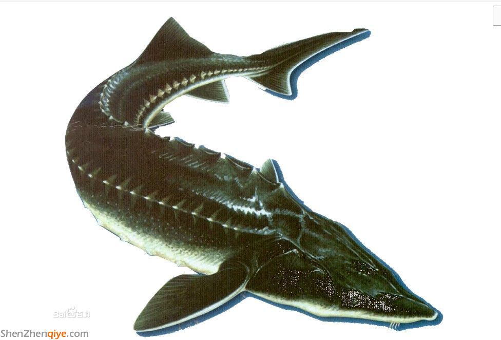 鱘鰉魚是什么魚 鱘鰉魚好吃嗎 鱘鰉魚的價(jià)格多少錢 鱘鰉魚是什么魚 鱘鰉魚好吃嗎 鱘鰉魚的價(jià)格多少錢
