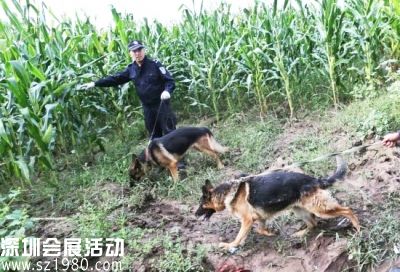 特警帶著警犬進入農(nóng)田搜捕