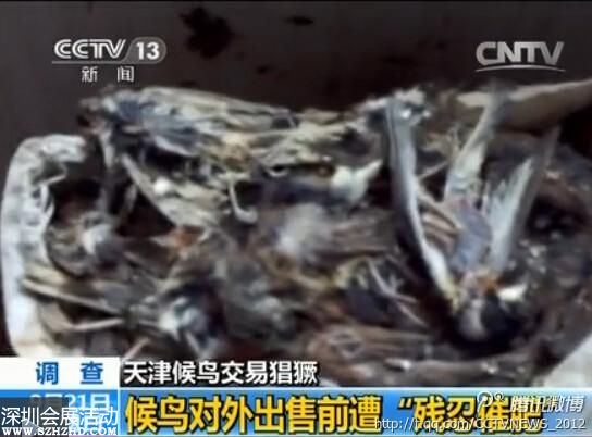 天津大批候鳥被捕 催肥后被殺(組圖)