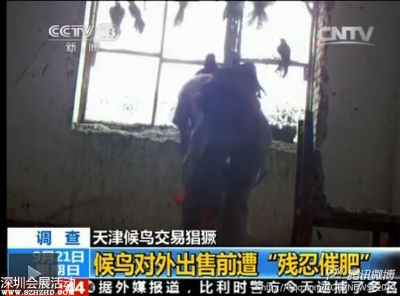 天津大批候鳥被捕 催肥后被殺(組圖)