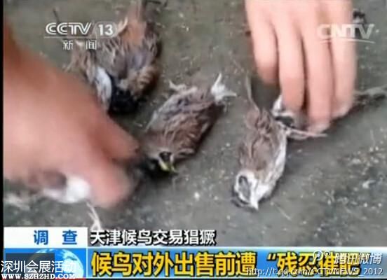 天津大批候鳥被捕 催肥后被殺(組圖)