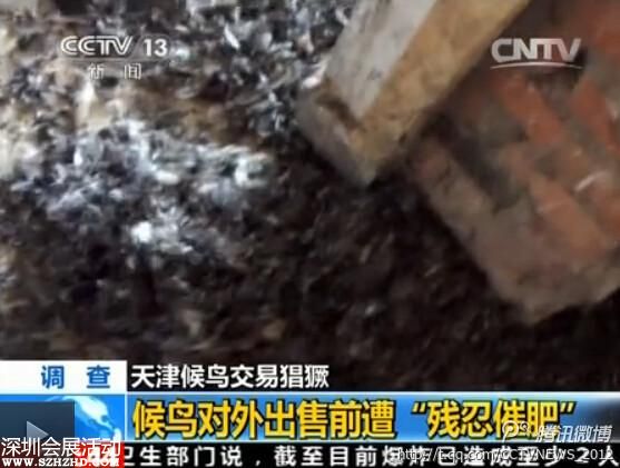 天津大批候鳥被捕 催肥后被殺(組圖)