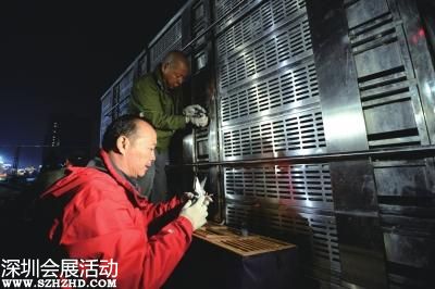 北京放飛和平鴿前嚴(yán)格安檢 確保未帶可疑物
