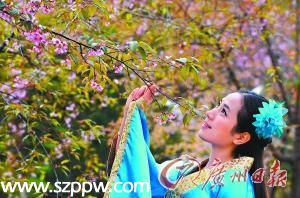 清遠(yuǎn)一景點日薪萬元招募 櫻花仙子 導(dǎo)游