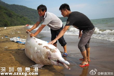 一只中華白海豚在深圳(www.thesurfingworld.com)海灘擱淺死亡 被稱為