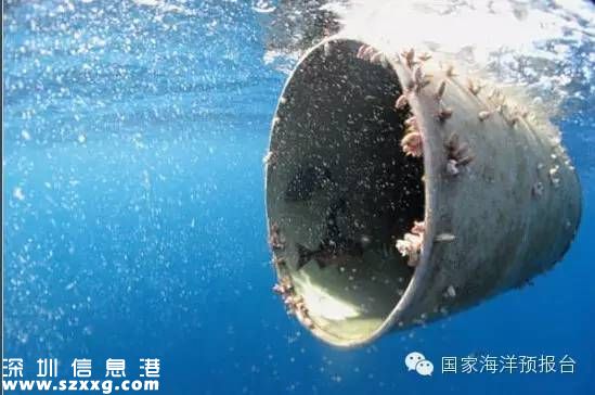 大梅沙海底垃圾觸目驚心 蛙人半小時(shí)清理100公斤