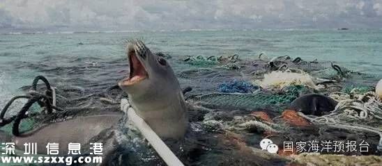 大梅沙海底垃圾觸目驚心 蛙人半小時(shí)清理100公斤
