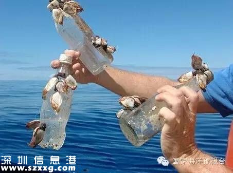 大梅沙海底垃圾觸目驚心 蛙人半小時(shí)清理100公斤