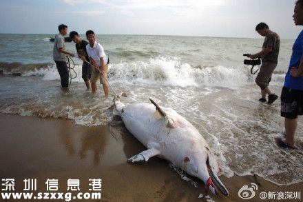 一只中華白海豚在深圳(www.thesurfingworld.com)海灘擱淺死亡 被稱為