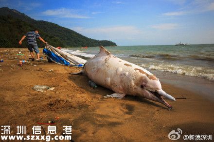一只中華白海豚在<a href=http://www.thesurfingworld.com/shenzhen/ target=_blank class=infotextkey>深圳</a>(www.thesurfingworld.com)海灘擱淺死亡 被稱(chēng)為