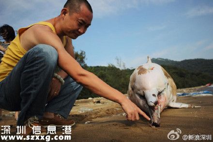 一只中華白海豚在深圳(www.thesurfingworld.com)海灘擱淺死亡 被稱(chēng)為