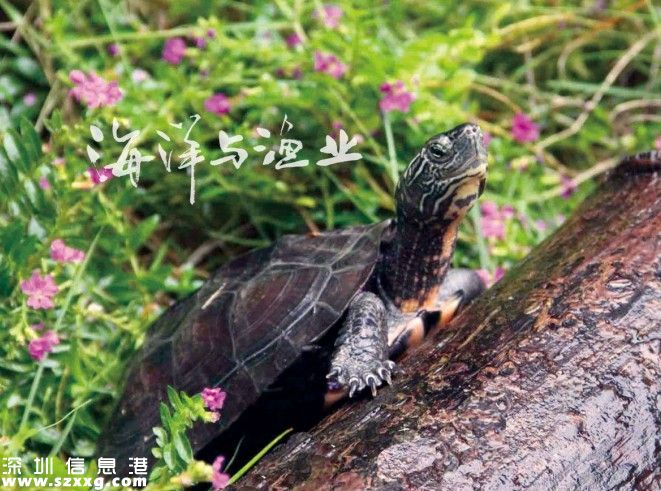 深港警方截獲282只涉嫌走私烏龜 兩廣八大珍稀名龜