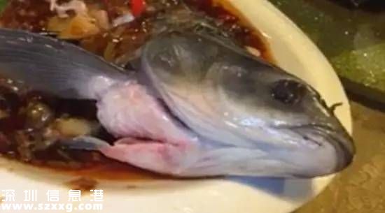 廣州餐館現(xiàn)僵尸魚(yú)煮熟后仍蠕動(dòng) 其實(shí)是一道菜——紅燒活鯉魚(yú)