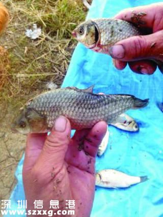 揚(yáng)州一魚塘現(xiàn)大量畸形魚 距化工廠僅幾十米
