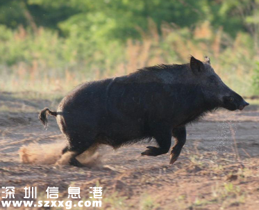飯店野豬集體越獄外逃 1頭被“爆頭” 2頭仍在逃 民警上演“捉豬記”