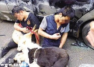 兩男子偷狗被捉 胸前掛死狗示眾10小時(shí)