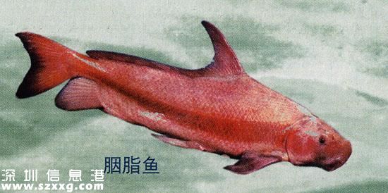 漁民捕獲胭脂魚王 魚體巨大放歸長江