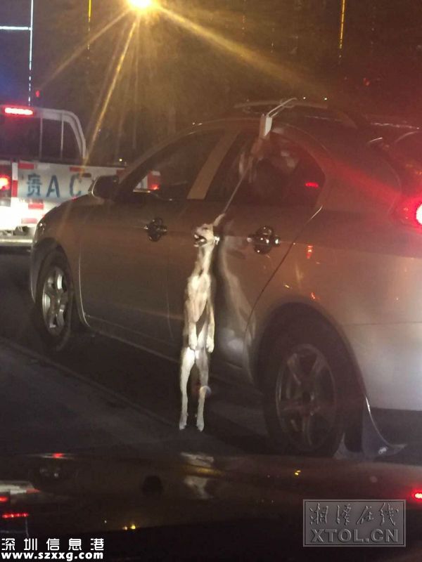 掛狗車輛
