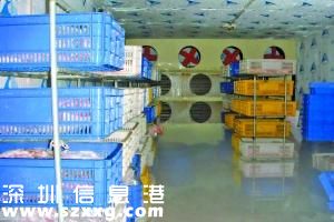江門查獲萬斤死豬肉 3步即可變“好肉”流出
