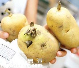 土豆長芽了還能吃嗎""
