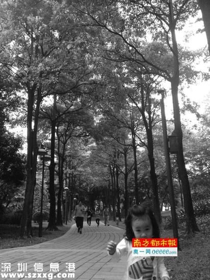 盆架子樹雖可制口香糖，但確實有毒，其開花時的異味感受因人而異。圖為珠江公園內(nèi)的盆架子樹。