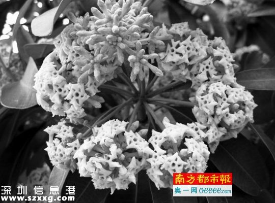 盆架子樹開花一簇一簇像繡球，發(fā)出刺鼻味道。