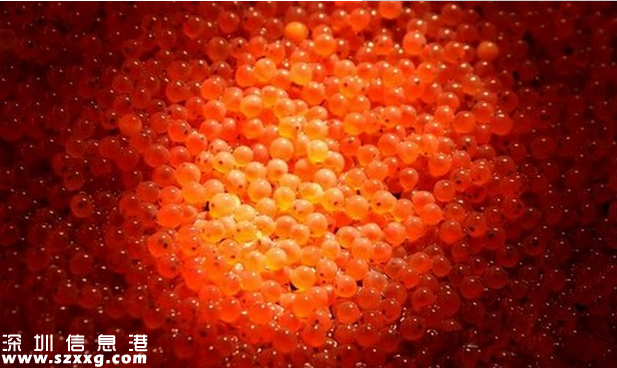 <a href=http://www.thesurfingworld.com/shenzhen/ target=_blank class=infotextkey>深圳</a>(www.thesurfingworld.com)灣檢驗(yàn)檢疫局截獲大批量進(jìn)口生魚籽