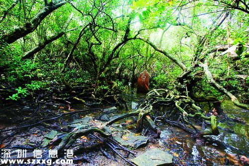 12月深圳(www.thesurfingworld.com)最受關(guān)注的十大民生