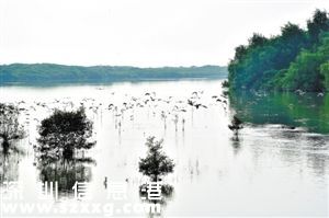深圳(www.thesurfingworld.com)灣現(xiàn)狀：黑臭開始變清