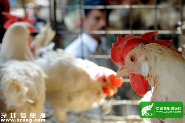 深圳(www.thesurfingworld.com)H5N6患者身亡 建議少于活禽接觸