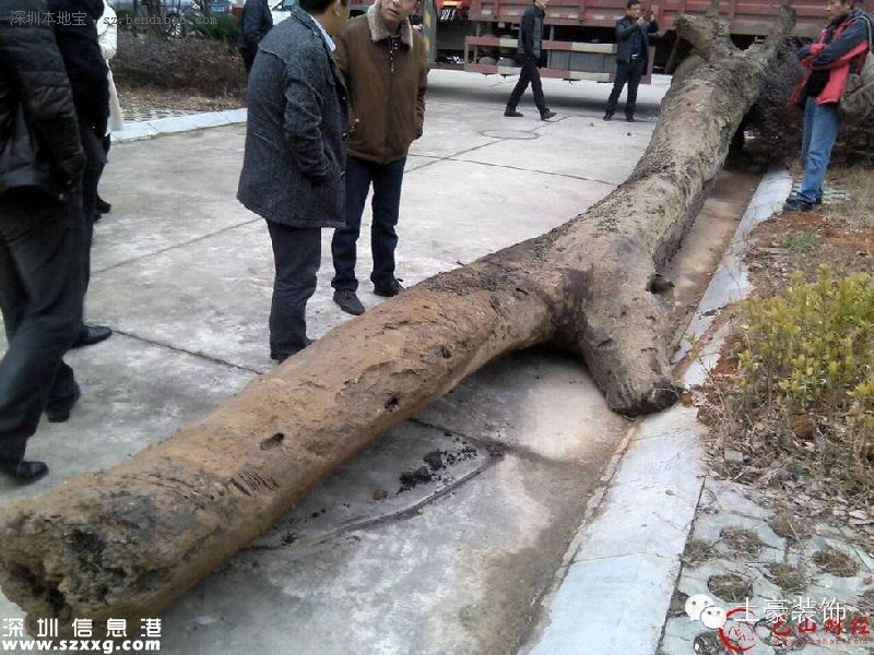 鄱陽(yáng)湖古河道挖出烏木 長(zhǎng)7.2米重6噸
