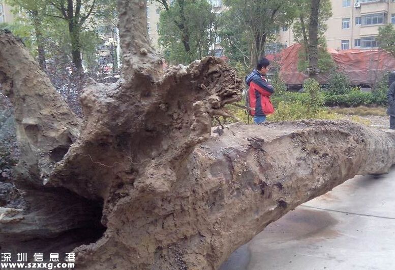 鄱陽(yáng)湖古河道挖出烏木 長(zhǎng)7.2米重6噸