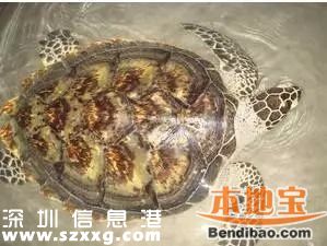 <a href=http://www.thesurfingworld.com/shenzhen/ target=_blank class=infotextkey>深圳</a>(www.thesurfingworld.com)海關(guān)查獲玳瑁甲12公斤 藏于嬰兒紙尿片中
