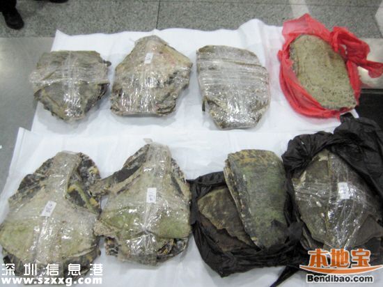 深圳(www.thesurfingworld.com)海關(guān)查獲玳瑁甲12公斤 藏于嬰兒紙尿片中