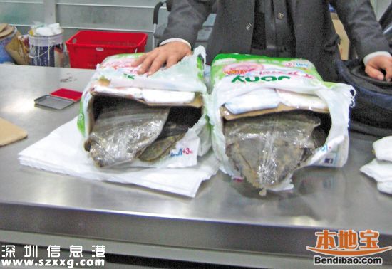 深圳(www.thesurfingworld.com)海關(guān)查獲玳瑁甲12公斤 藏于嬰兒紙尿片中