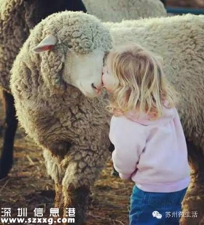 避屬羊致出生減少 為什么說屬羊的命不好？
