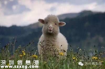 避屬羊致出生減少 為什么說屬羊的命不好？