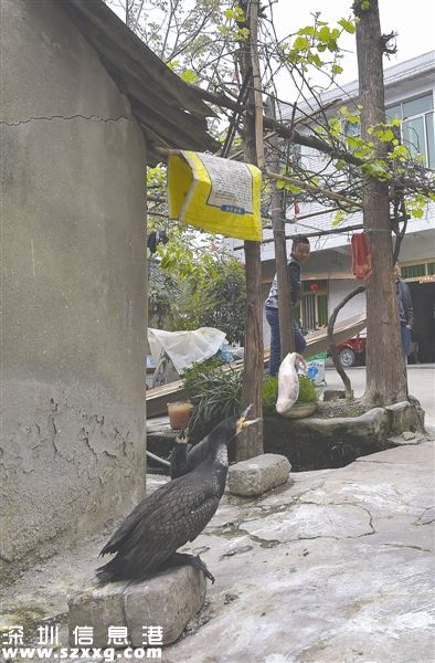 喂魚鷹