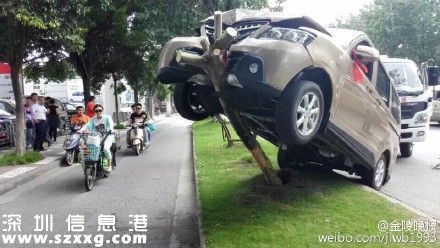 新手司機將車開上樹 新手開車十大禁忌
